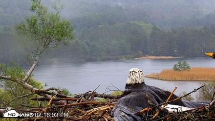 VINS Bald Eagles Nest Live Cams - May 6, 2026, 2:16pm EDT