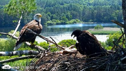 VINS Bald Eagles Nest Live Cams - Jun 28, 2026, 11:50am EDT