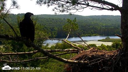 VINS Bald Eagles Nest Live Cams - Jul 3, 2026, 11:07am EDT