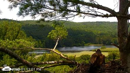 VINS Bald Eagles Nest Live Cams - Jul 20, 2026, 1:13pm EDT