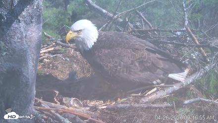 VINS Bald Eagles Nest Live Cams - Apr 26, 2026, 9:17am EDT