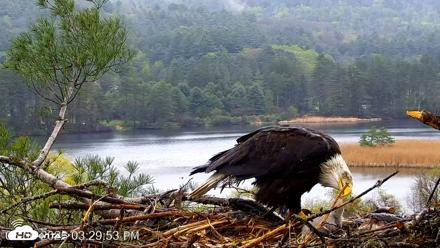VINS Bald Eagles Nest Live Cams - May 6, 2026, 3:30pm EDT