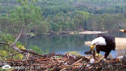 VINS Bald Eagles Nest Live Cams - May 5, 2026, 5:22pm EDT