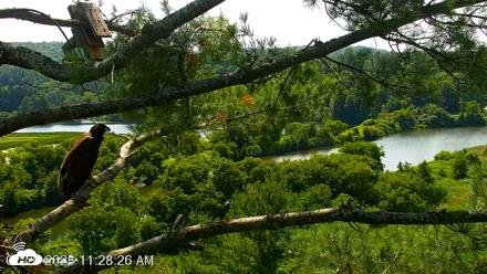 VINS Bald Eagles Nest Live Cams - Jul 20, 2026, 11:29am EDT