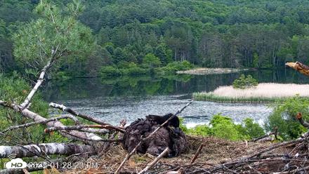 VINS Bald Eagles Nest Live Cams - Jun 7, 2026, 1:29pm EDT