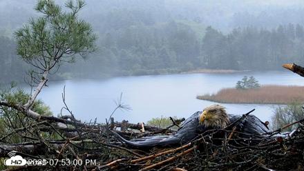 VINS Bald Eagles Nest Live Cams - May 14, 2026, 7:53pm EDT