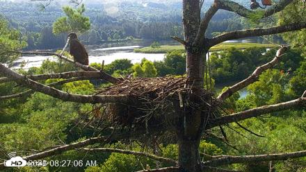 VINS Bald Eagles Nest Live Cams - Aug 13, 2026, 8:28am EDT