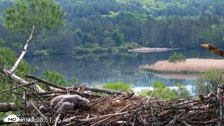 VINS Bald Eagles Nest Live Cams - May 20, 2026, 8:52am EDT