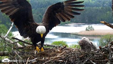 VINS Bald Eagles Nest Live Cams - May 20, 2026, 10:08am EDT