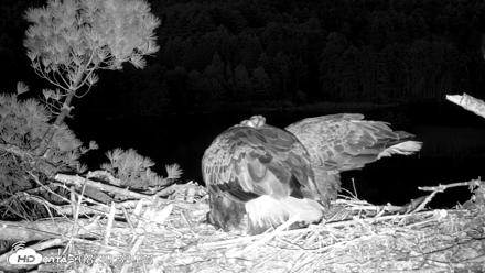 VINS Bald Eagles Nest Live Cams - May 11, 2026, 8:40pm EDT