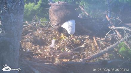 VINS Bald Eagles Nest Live Cams - Apr 26, 2026, 5:36pm EDT