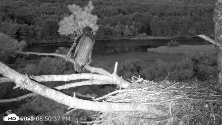 VINS Bald Eagles Nest Live Cams - Jul 22, 2026, 8:51pm EDT