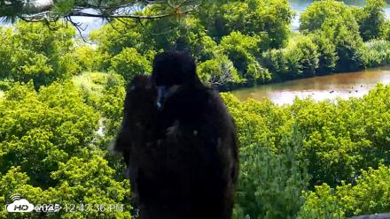 VINS Bald Eagles Nest Live Cams - Jul 23, 2026, 12:44pm EDT