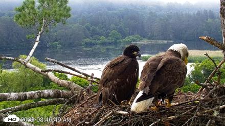VINS Bald Eagles Nest Live Cams - Jun 27, 2026, 8:47am EDT