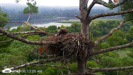 VINS Bald Eagles Nest Live Cams - Jul 28, 2026, 6:14am EDT