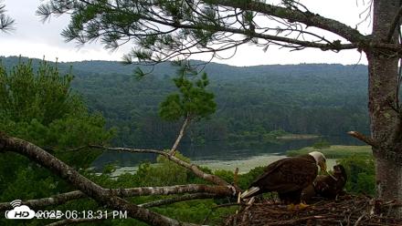 VINS Bald Eagles Nest Live Cams - Jul 21, 2026, 6:19pm EDT