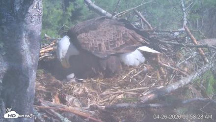 VINS Bald Eagles Nest Live Cams - Apr 26, 2026, 9:59am EDT