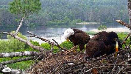 VINS Bald Eagles Nest Live Cams - Jun 25, 2026, 12:39pm EDT