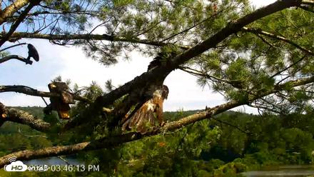 VINS Bald Eagles Nest Live Cams - Jul 20, 2026, 3:47pm EDT