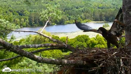 VINS Bald Eagles Nest Live Cams - Jul 23, 2026, 1:27pm EDT