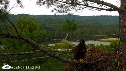 VINS Bald Eagles Nest Live Cams - Jul 5, 2026, 7:12pm EDT