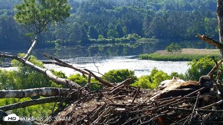 VINS Bald Eagles Nest Live Cams - Jun 25, 2026, 8:37am EDT