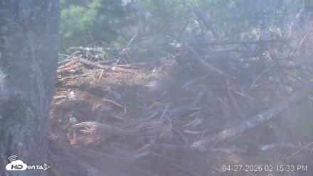 VINS Bald Eagles Nest Live Cams - Apr 27, 2026, 2:16pm EDT