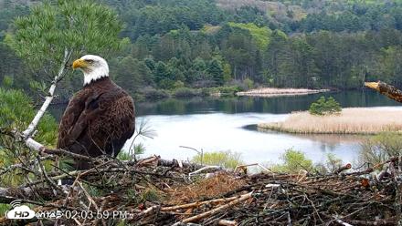 VINS Bald Eagles Nest Live Cams - May 13, 2026, 2:04pm EDT