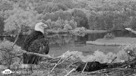 VINS Bald Eagles Nest Live Cams - Jun 11, 2026, 8:47pm EDT