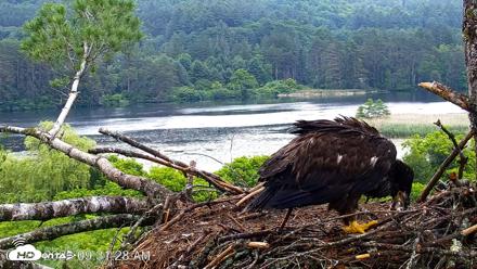 VINS Bald Eagles Nest Live Cams - Jun 26, 2026, 9:32am EDT