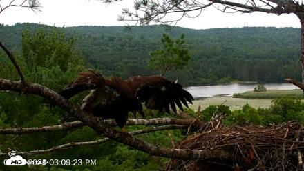 VINS Bald Eagles Nest Live Cams - Jul 15, 2026, 3:10pm EDT