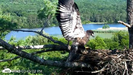 VINS Bald Eagles Nest Live Cams - Jul 23, 2026, 3:45pm EDT
