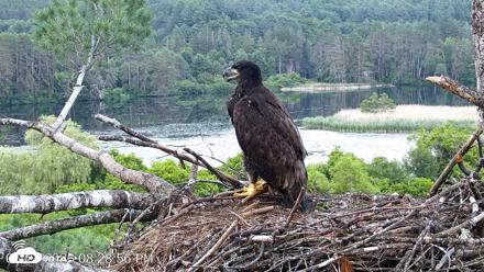 VINS Bald Eagles Nest Live Cams - Jun 24, 2026, 8:29pm EDT