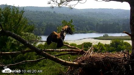 VINS Bald Eagles Nest Live Cams - Jul 16, 2026, 10:47am EDT
