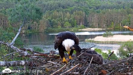 VINS Bald Eagles Nest Live Cams - May 30, 2026, 8:12pm EDT