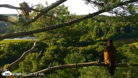 VINS Bald Eagles Nest Live Cams - Jul 23, 2026, 7:21am EDT