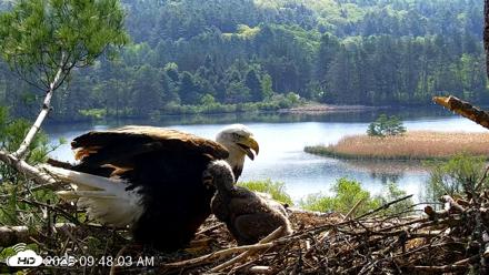 VINS Bald Eagles Nest Live Cams - May 19, 2026, 9:49am EDT
