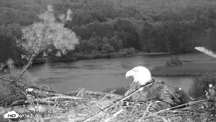 VINS Bald Eagles Nest Live Cams - May 31, 2026, 8:12pm EDT