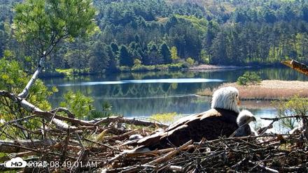 VINS Bald Eagles Nest Live Cams - May 12, 2026, 8:49am EDT