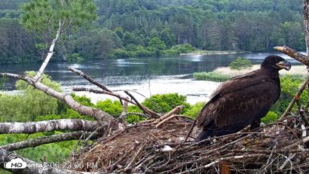VINS Bald Eagles Nest Live Cams - Jun 25, 2026, 6:22pm EDT