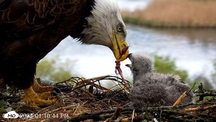 VINS Bald Eagles Nest Live Cams - May 13, 2026, 1:11pm EDT