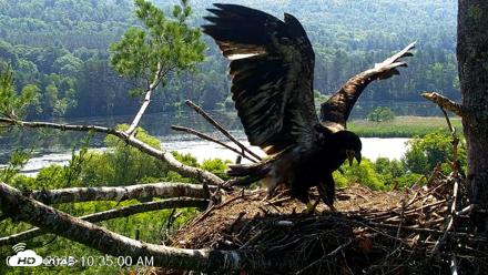 VINS Bald Eagles Nest Live Cams - Jul 1, 2026, 10:37am EDT
