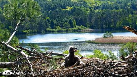 VINS Bald Eagles Nest Live Cams - May 22, 2026, 9:50am EDT