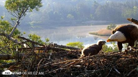 VINS Bald Eagles Nest Live Cams - May 19, 2026, 6:48am EDT