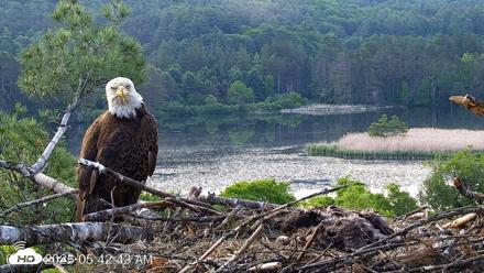 VINS Bald Eagles Nest Live Cams - Jun 5, 2026, 5:43am EDT