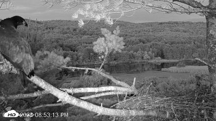 VINS Bald Eagles Nest Live Cams - Jul 13, 2026, 8:54pm EDT