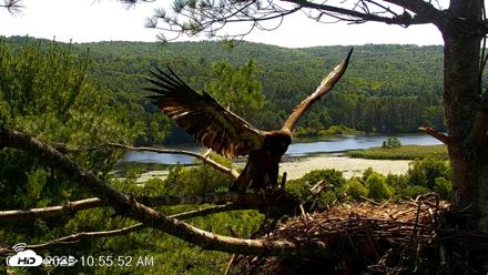 VINS Bald Eagles Nest Live Cams - Jul 17, 2026, 10:56am EDT