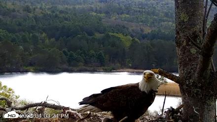 VINS Bald Eagles Nest Live Cams - May 5, 2026, 4:04pm EDT