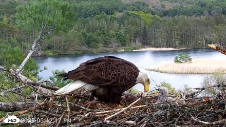VINS Bald Eagles Nest Live Cams - May 11, 2026, 5:43pm EDT