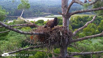 VINS Bald Eagles Nest Live Cams - Aug 10, 2026, 7:58am EDT
